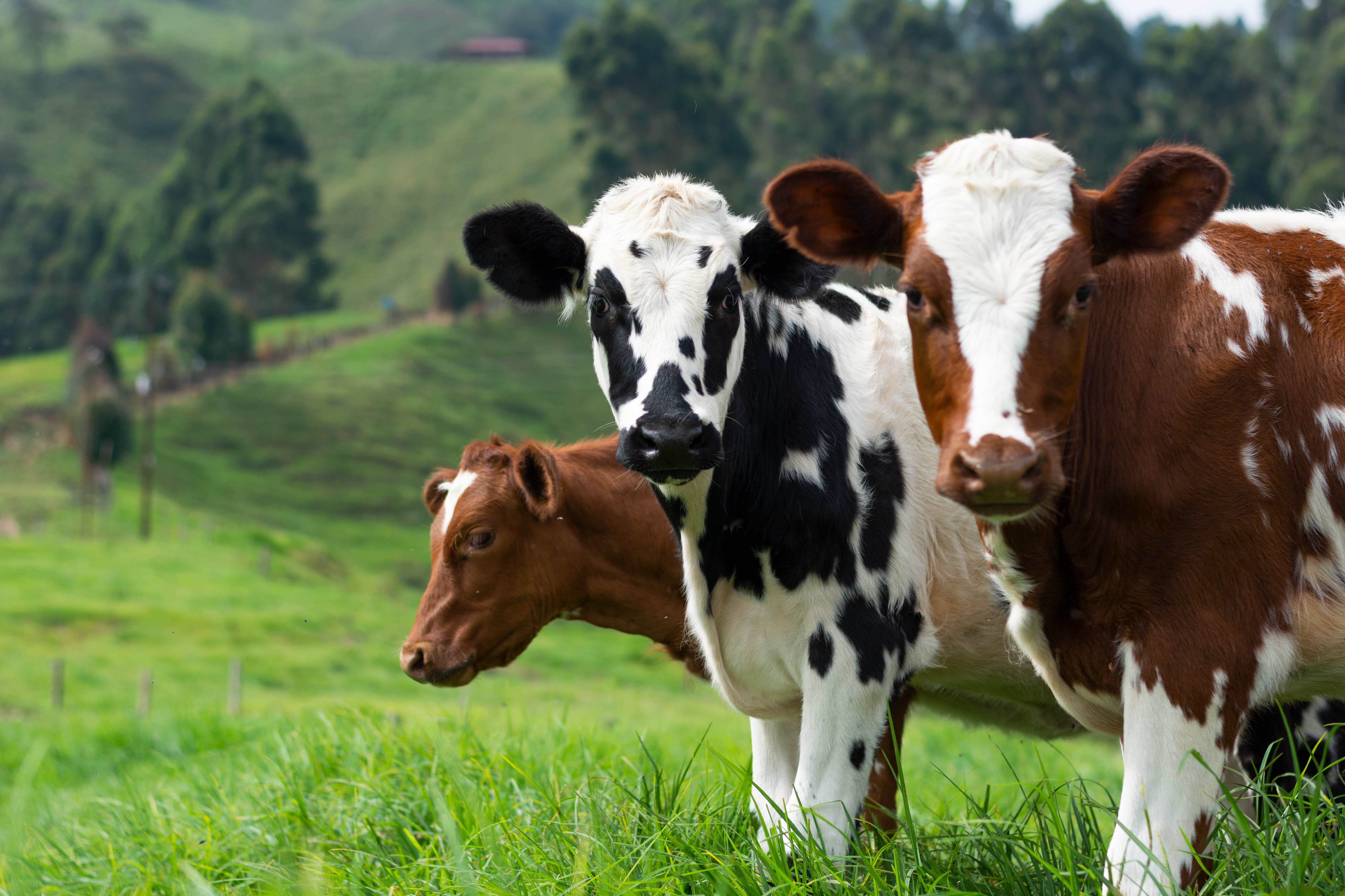 Wissenswertes über unsere Rinder - Wissenswertes - tierarzt-altepost.ch